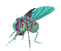 Logo - Fruchtfliege Drosophila
